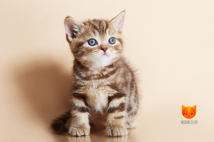 Icon MeowClub *BY